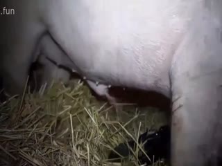 家庭乱伦 【人狗人猪】强行被狗和猪各自内射一次！还不过瘾！下次再挑战马！ - 爱情岛-全网最全最新各类乱伦, 黑料,吃瓜系列免费视频网站