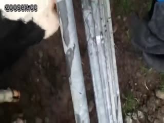 家庭乱伦 老兄让牛吸他的鸡鸡 - 爱情岛-全网最全最新各类乱伦, 黑料,吃瓜系列免费视频网站