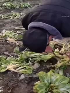 黑料吃瓜 勾引野战-谁说60岁大爷举不起来，舔逼爆插老当益壮，全程对白真实刺激 - 爱情岛-全网最全最新各类乱伦, 黑料,吃瓜系列免费视频网站